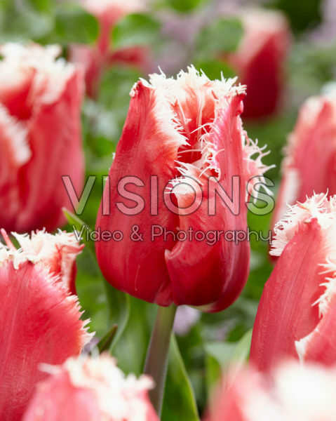 Tulipa New Santa Tulipa New Santa