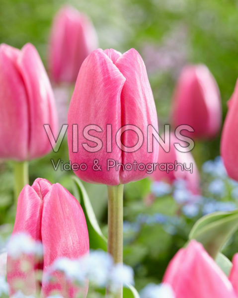 Tulipa Expression