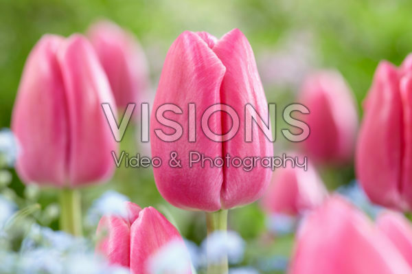 Tulipa Expression Tulipa Expression