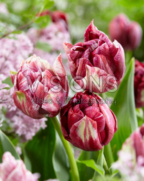 Tulipa Ragebol Tulipa Ragebol