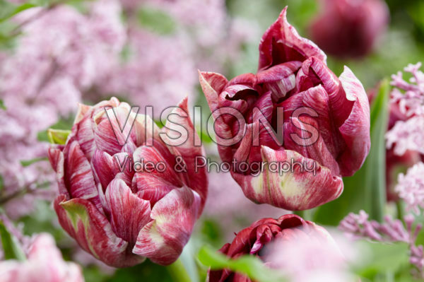 Tulipa Ragebol Tulipa Ragebol