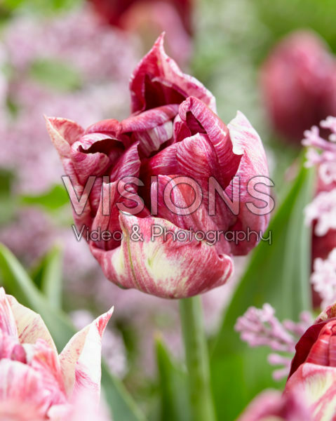 Tulipa Ragebol Tulipa Ragebol