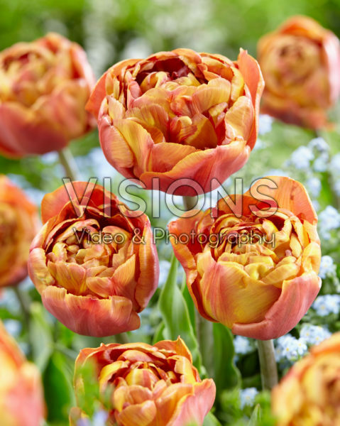 Tulipa Brownie