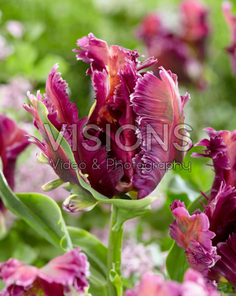 Tulipa Mysterious Parrot Tulipa Mysterious Parrot