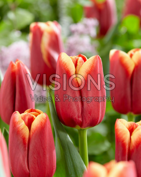 Tulipa Bulgari