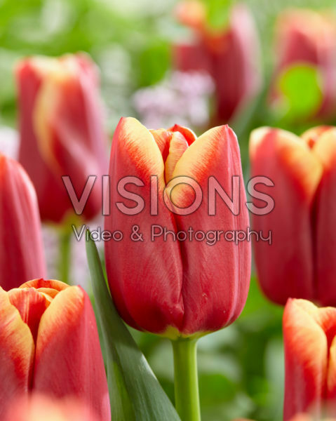 Tulipa Bulgari Tulipa Bulgari