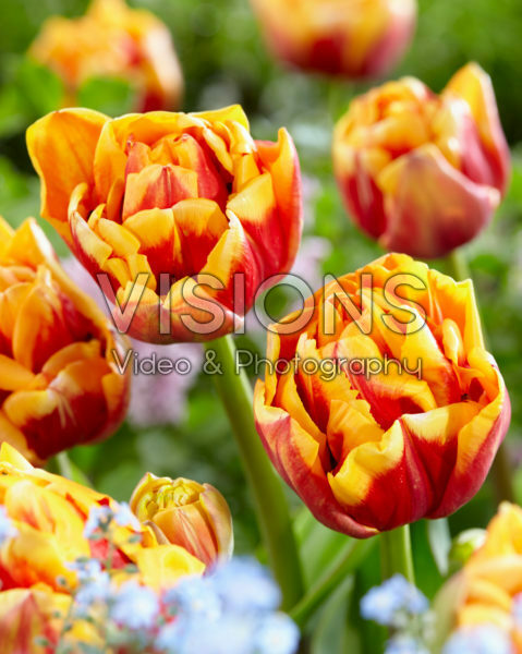 Tulipa Close Up Tulipa Close Up
