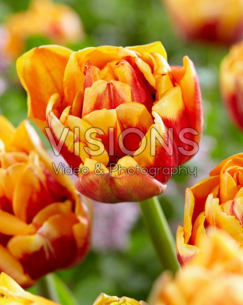 Tulipa Close Up