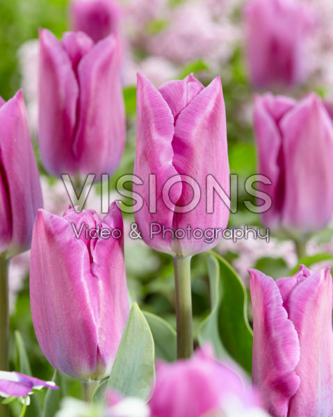 Tulipa Estate Tulipa Estate