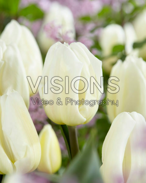 Tulipa White Flag