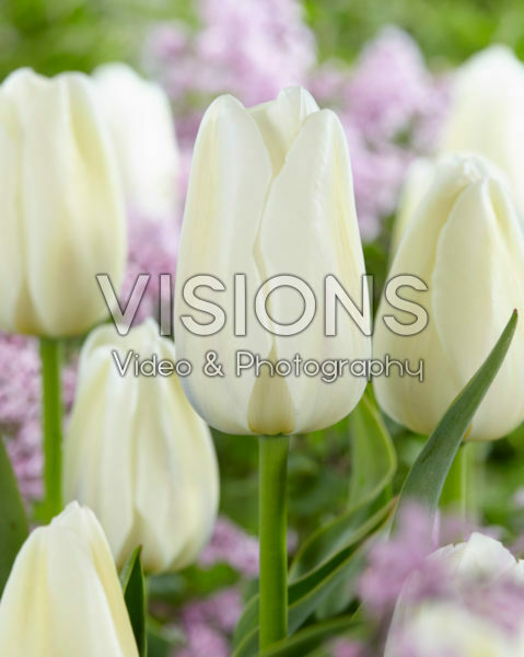 Tulipa Clearwater