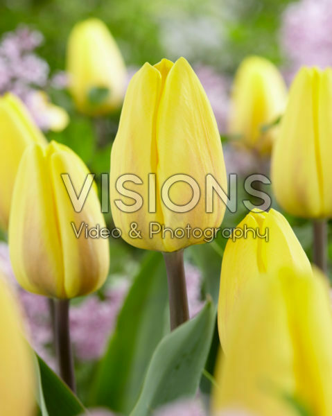 Tulipa Avocado Tulipa Avocado