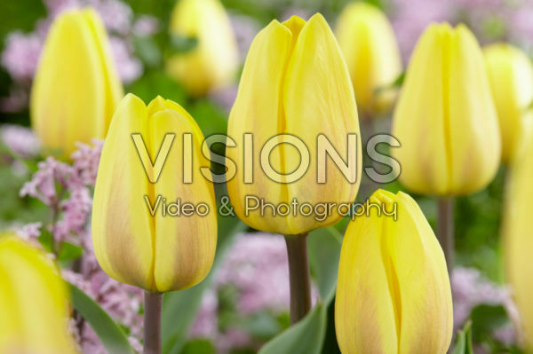 Tulipa Avocado Tulipa Avocado