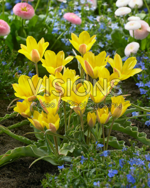 Tulipa iliensis
