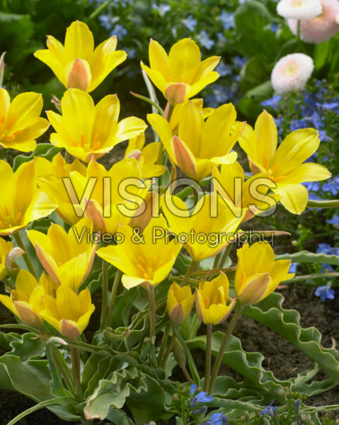 Tulipa iliensis Tulipa iliensis