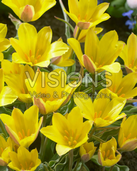 Tulipa iliensis Tulipa iliensis