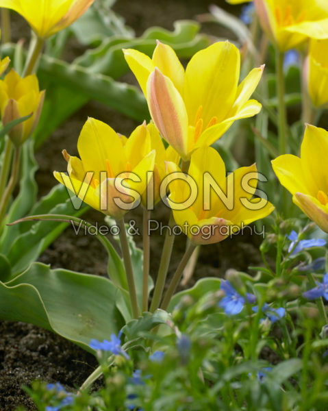 Tulipa iliensis Tulipa iliensis