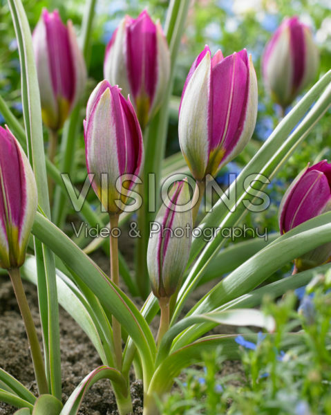 Tulipa humilis Persian Pearl Tulipa humilis Persian Pearl