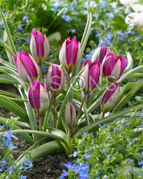 Tulipa humilis Persian Pearl Tulipa humilis Persian Pearl