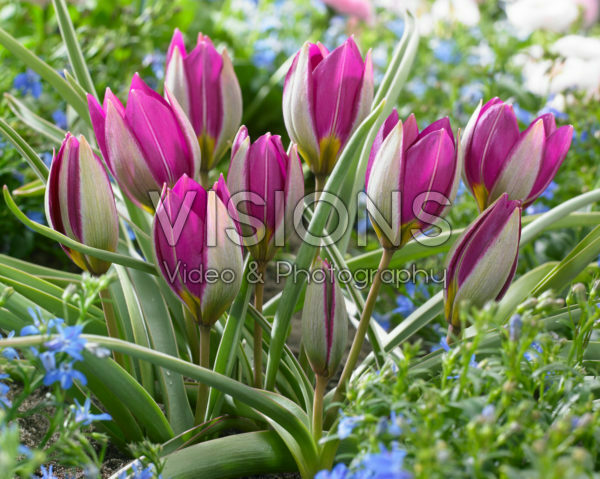 Tulipa humilis Persian Pearl Tulipa humilis Persian Pearl