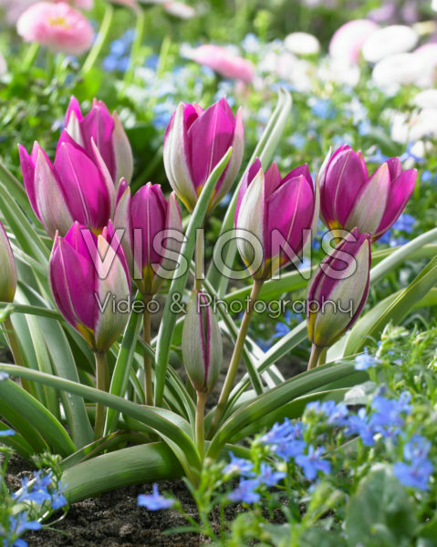 Tulipa humilis Persian Pearl