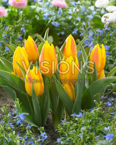 Tulipa heweri Tulipa heweri