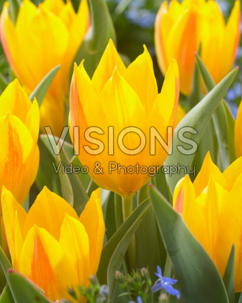 Tulipa heweri
