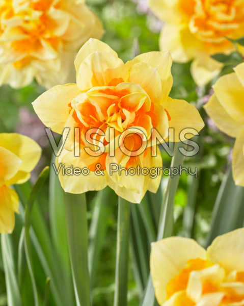 Narcissus Texas