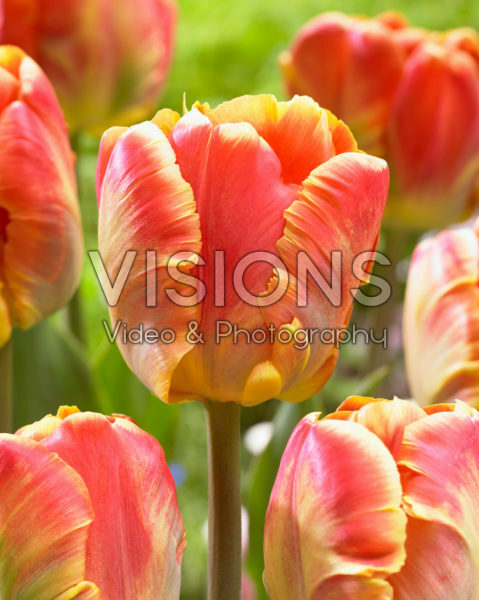 Tulipa Cracker Parrot Tulipa Cracker Parrot