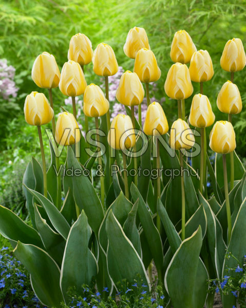Tulipa Cream Cocktail Tulipa Cream Cocktail