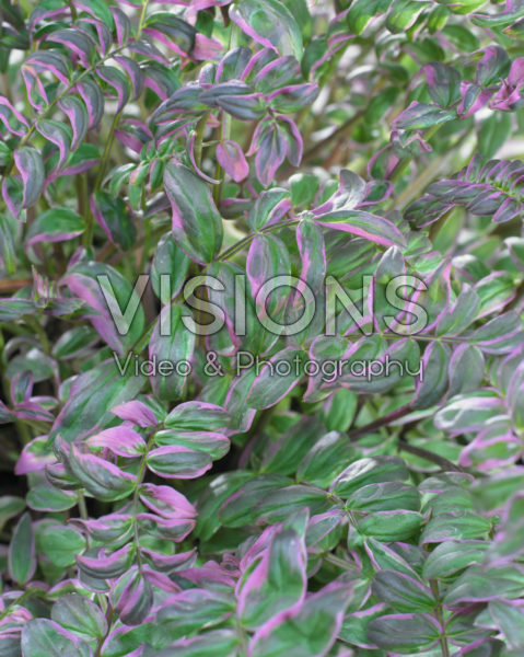 Polemonium yezoense Kaleidoscope Polemonium yezoense Kaleidoscope