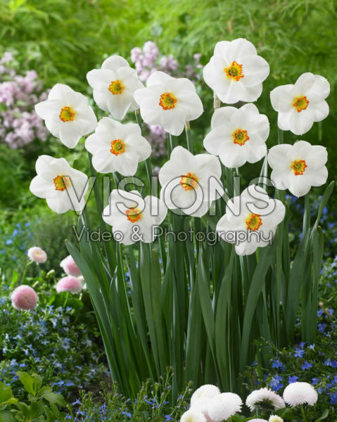 Narcissus Capsico