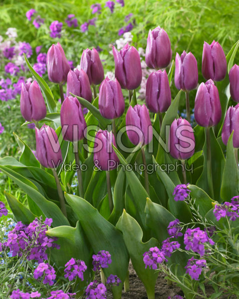 Tulipa Blue Beauty