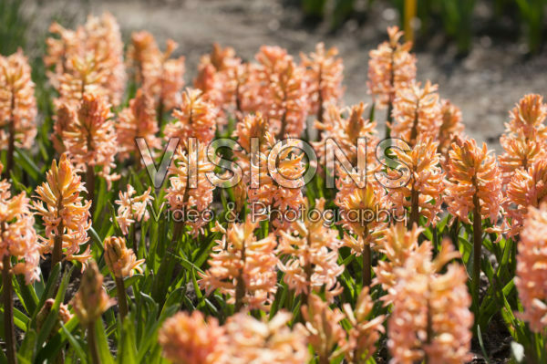 Hyacinthus Bestseller