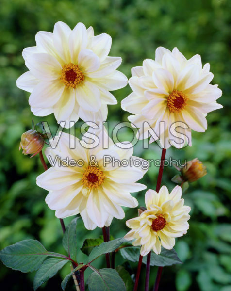 Dahlia Classic Swanlake® Dahlia Classic Swanlake®