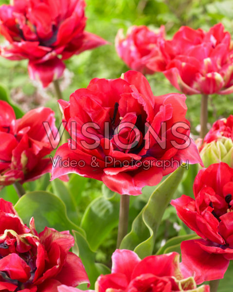 Tulipa Pepper Spray