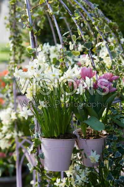 Spring bulbs in pots