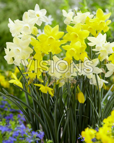 Narcissus Moonlight Sensation, Sunlight Sensation Narcissus Moonlight Sensation, Sunlight Sensation