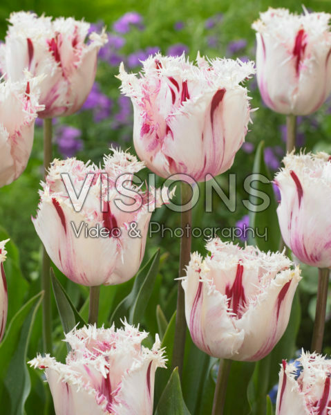 Tulipa Coldplay Tulipa Coldplay