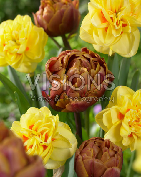 Narcissus Sunny Day, Tulipa Brazil