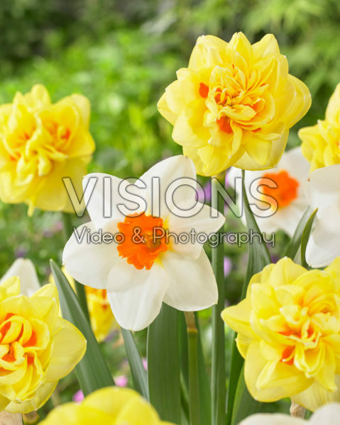 Narcissus Sunny Day, Joyce Spirit