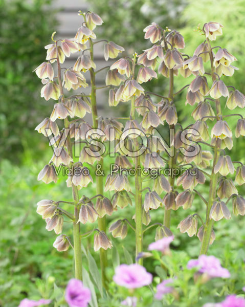 Fritillaria persica Green Dreams Fritillaria persica Green Dreams