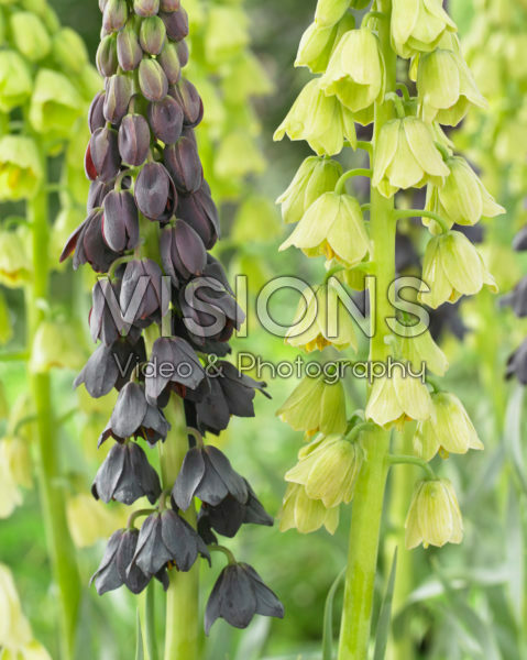 Fritillaria persica Twin Towers Tribute, Alba Fritillaria persica Twin Towers Tribute, Alba