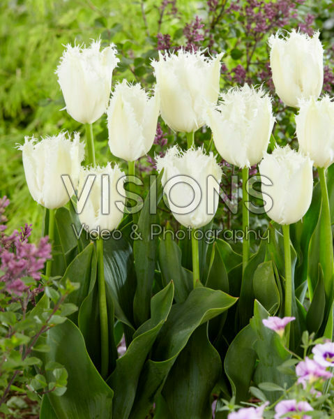 Tulipa Noordeinde