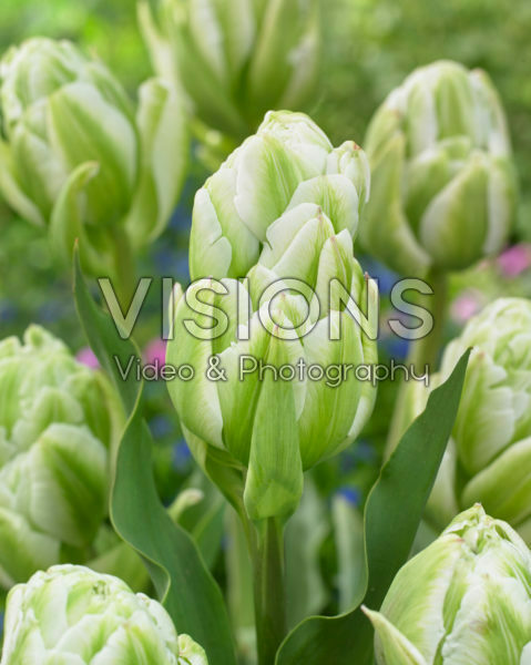 Tulipa Harborlight