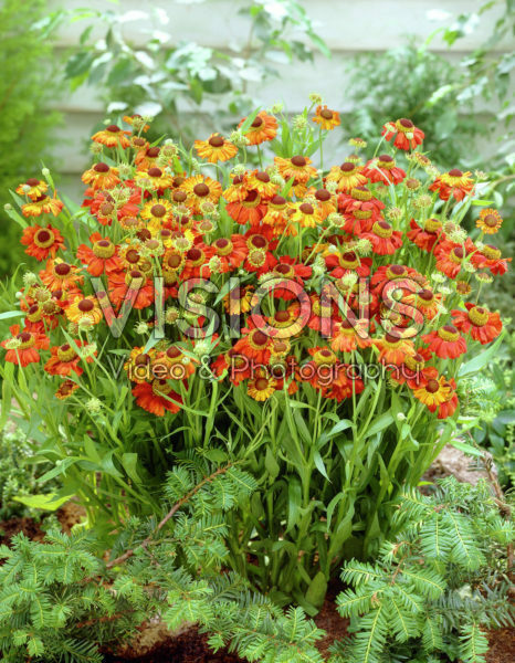 Helenium Red Army Helenium Red Army