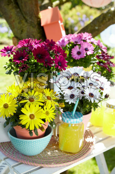 Osteospermum Sunny® collection Osteospermum Sunny® collection