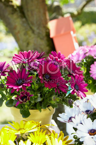Osteospermum Sunny® Emma Osteospermum Sunny® Emma