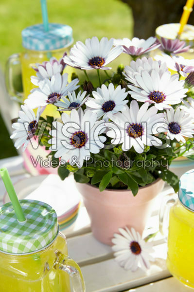 Osteospermum Sunny® Carlos Osteospermum Sunny® Carlos