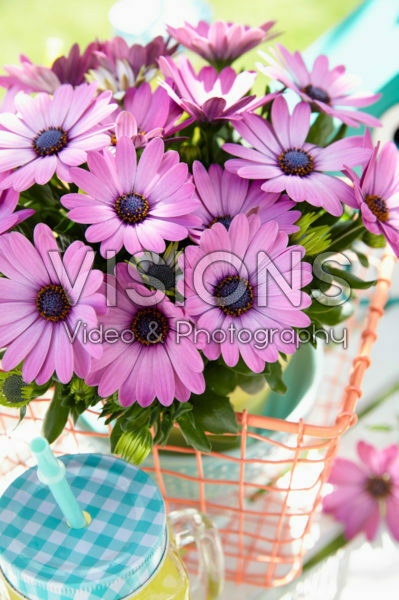 Osteospermum Sunny® Dina Osteospermum Sunny® Dina